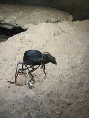 Leptoderis aliquorum