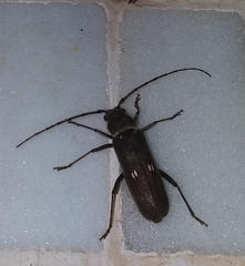 Gnatholea eburifera
