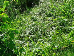 Helichrysum petiolare