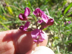 Lessertia excisa