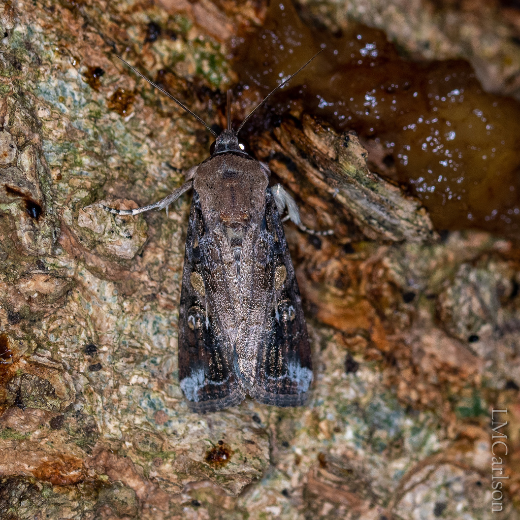 Fall Armyworm Moth from 1507 U.S. Hwy 70A, Hillsborough, NC 27278, USA ...