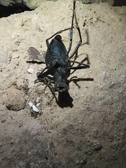 Leptoderis aliquorum