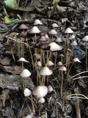 Psathyrella microrhiza