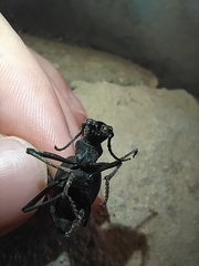 Leptoderis aliquorum