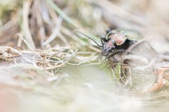 Carabus concolor