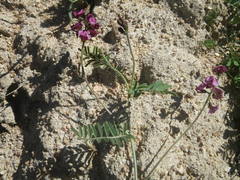 Lessertia excisa