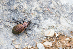 Carabus concolor
