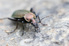 Carabus concolor