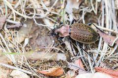 Carabus concolor