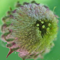 Nidorella