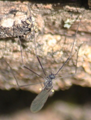 Gnophomyia