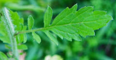 Nidorella
