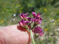 Lessertia excisa