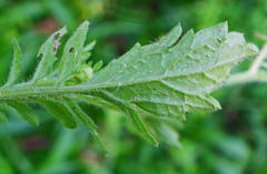 Nidorella