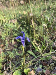 Gentianopsis ciliata