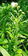 Nidorella
