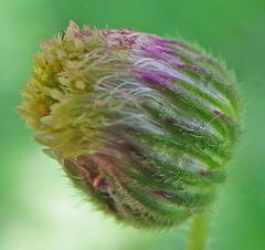 Nidorella
