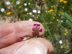 Lessertia excisa