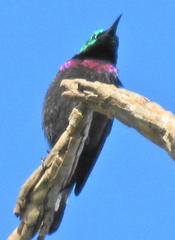 Cinnyris bifasciatus microrhynchus