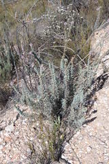 Paranomus spathulatus