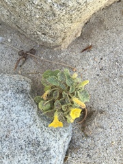 Physalis crassifolia infundibularis