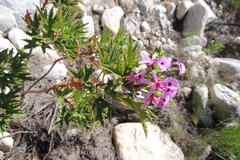 Pelargonium citronellum