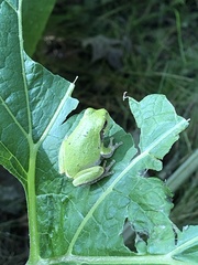 Hyla versicolor