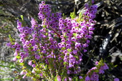 Erica newdigatei