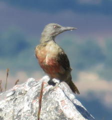 Geocolaptes olivaceus