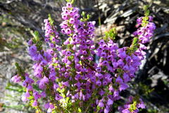 Erica newdigatei