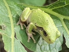 Hyla versicolor