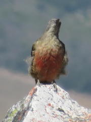 Geocolaptes olivaceus