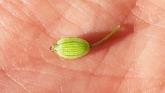 Peucedanum cervaria