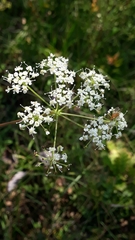 Peucedanum cervaria
