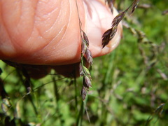 Poa reflexa