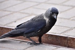 Corvus monedula