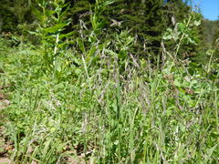 Poa reflexa