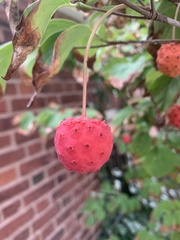 Cornus kousa