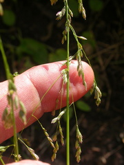 Poa reflexa