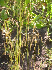 Poa reflexa