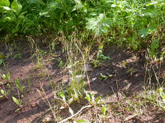Poa reflexa