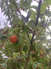 Cornus kousa