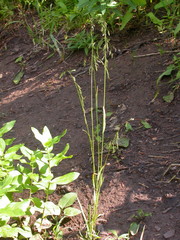 Poa reflexa