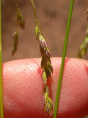 Poa reflexa