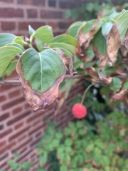 Cornus kousa