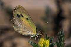 Colotis