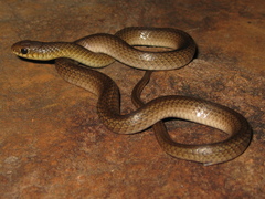Burrowing Night Snake photo 3