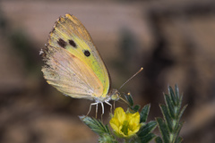 Colotis