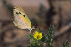Colotis