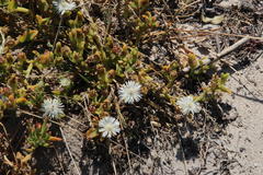 Mesembryanthemum aitonis
